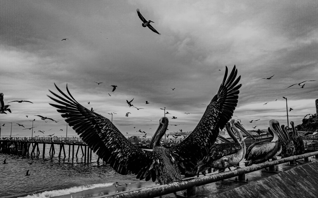 Junto a Instituto ARCOS, te invitamos a disfrutar y conocer más sobre el Mes de la Fotografía