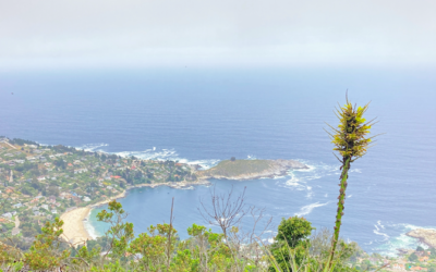 Parque El Boldo: Un tesoro natural en el litoral norte